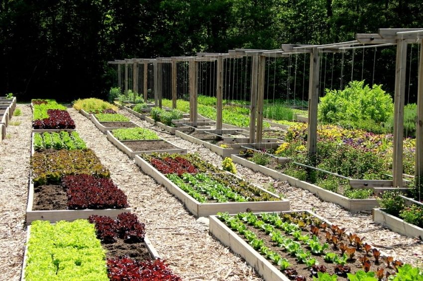 Vrtovi za lijene: fotografije i preporuke za stvaranje vrta