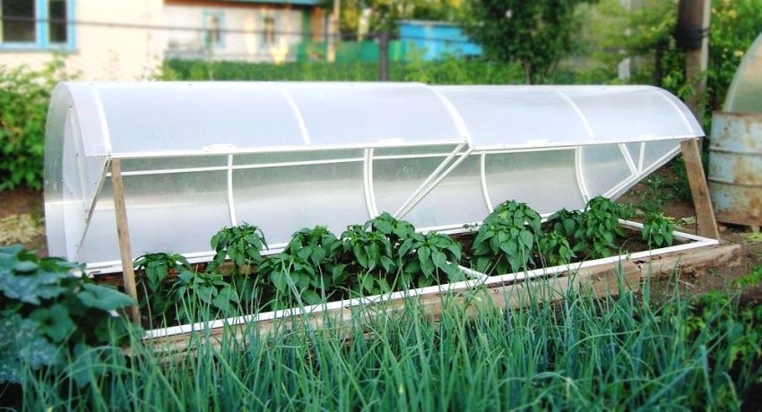 Staklena hranilica: funkcionalni dizajn za uzgoj povrća