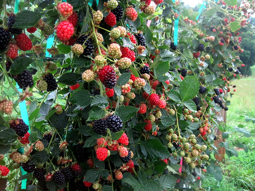 Raspberry Tapestry: Optimalni proizvod za njegu biljaka