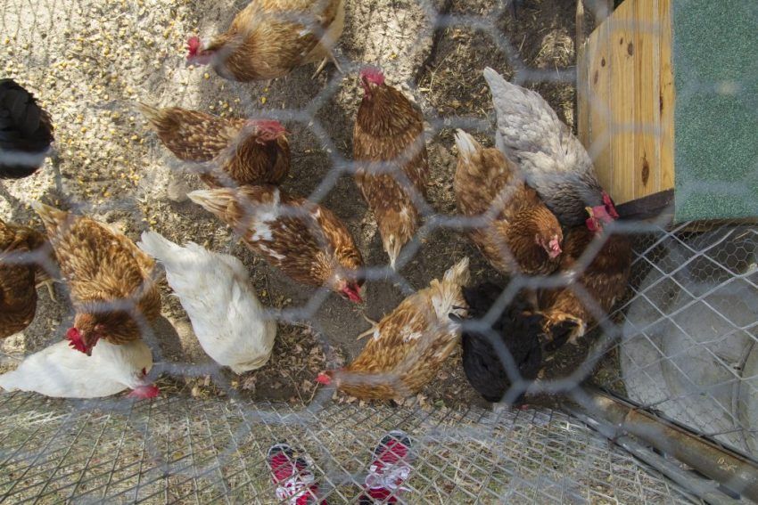Zimski kokošinjac vlastitim rukama na 20 pilića: značajke i savjeti za izradu